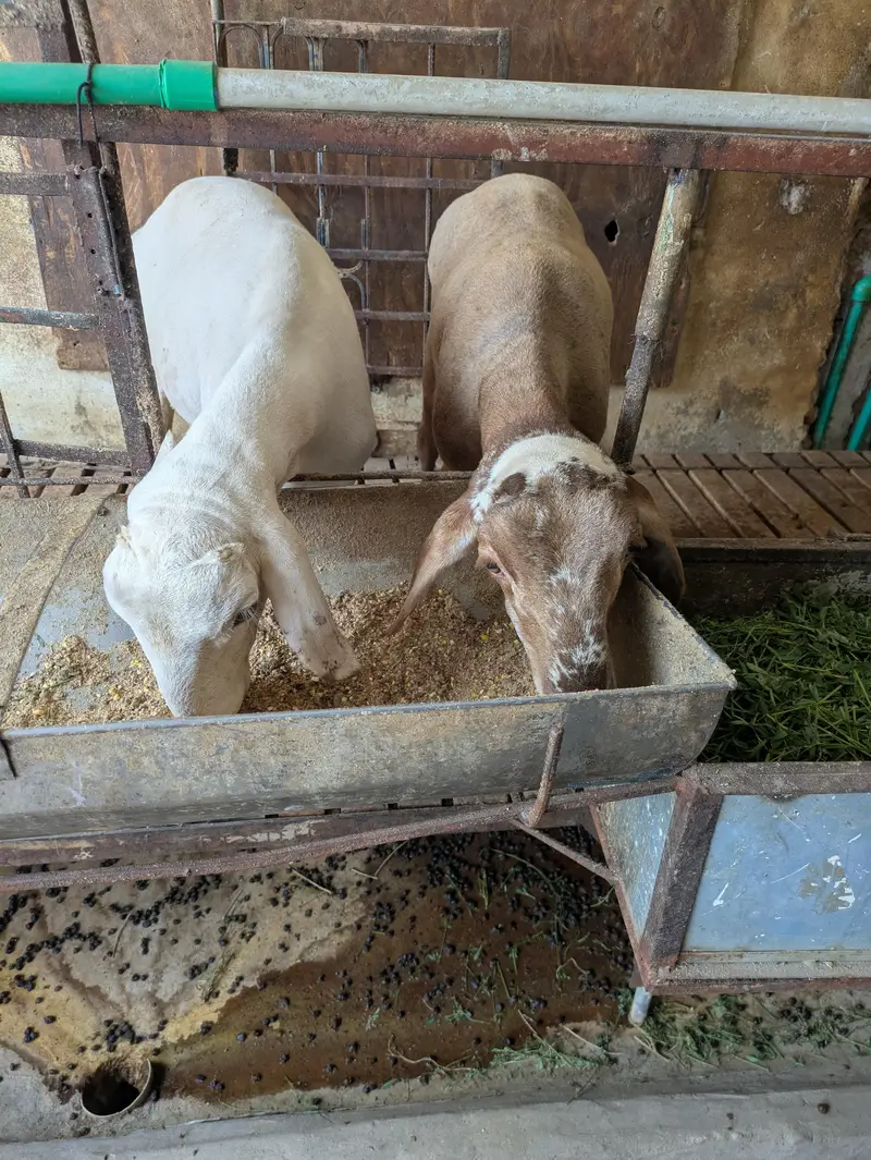 dumbey pair 4 months age — photo 2