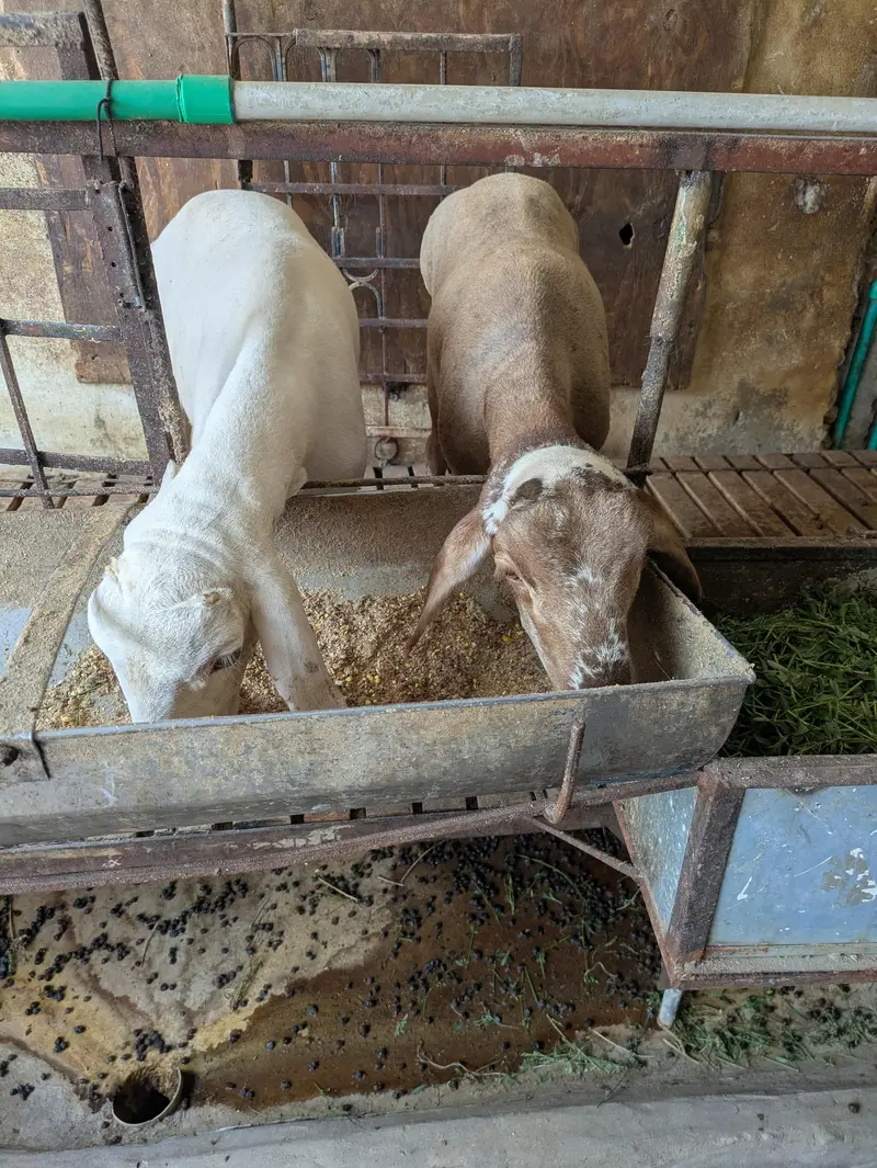 dumbey pair 4 months age — photo 3