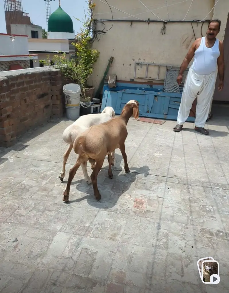 dumbey pair 4 months age — photo 4