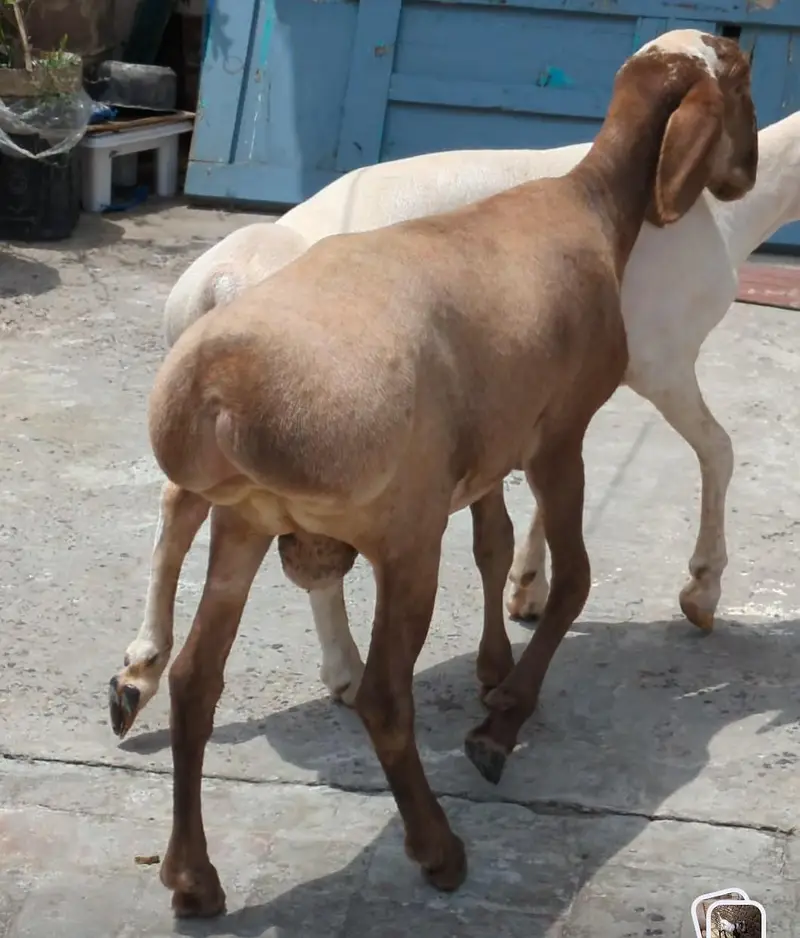 dumbey pair 4 months age — photo 5