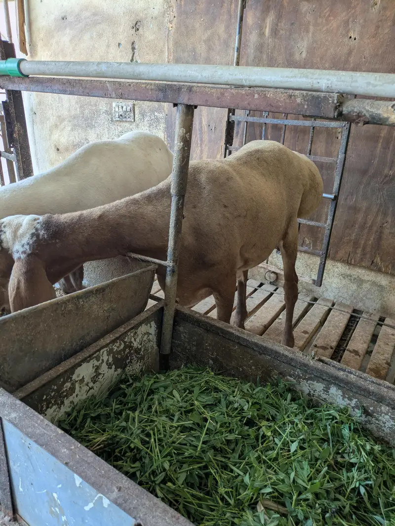 dumbey pair 4 months age — photo 6