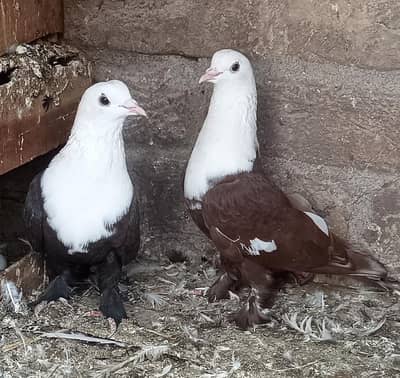 karbalai pigeon top quality petibandh