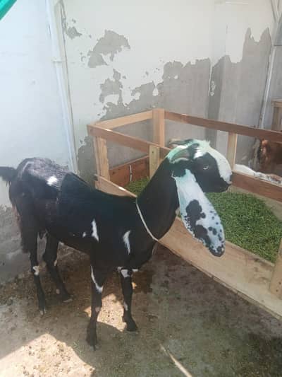 2 male 3 female for sale