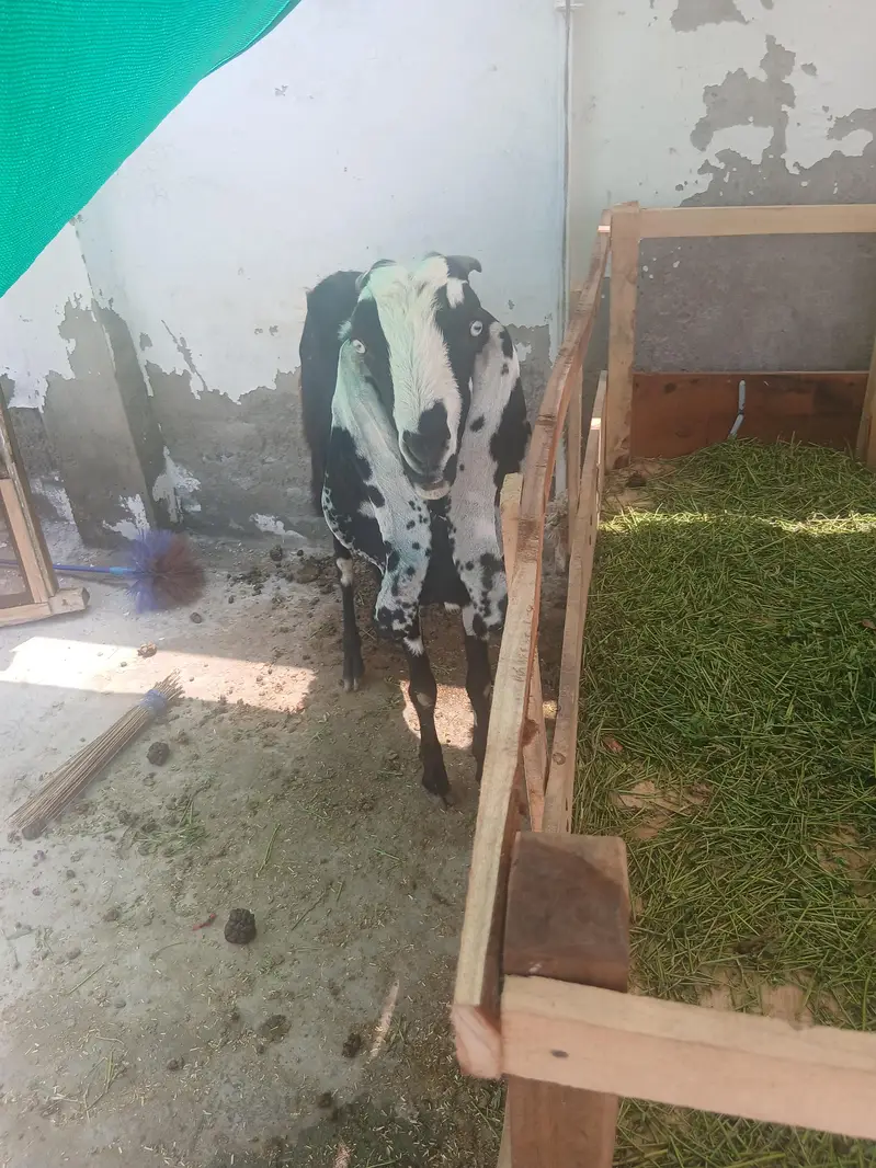 2 male 3 female for sale — photo 2