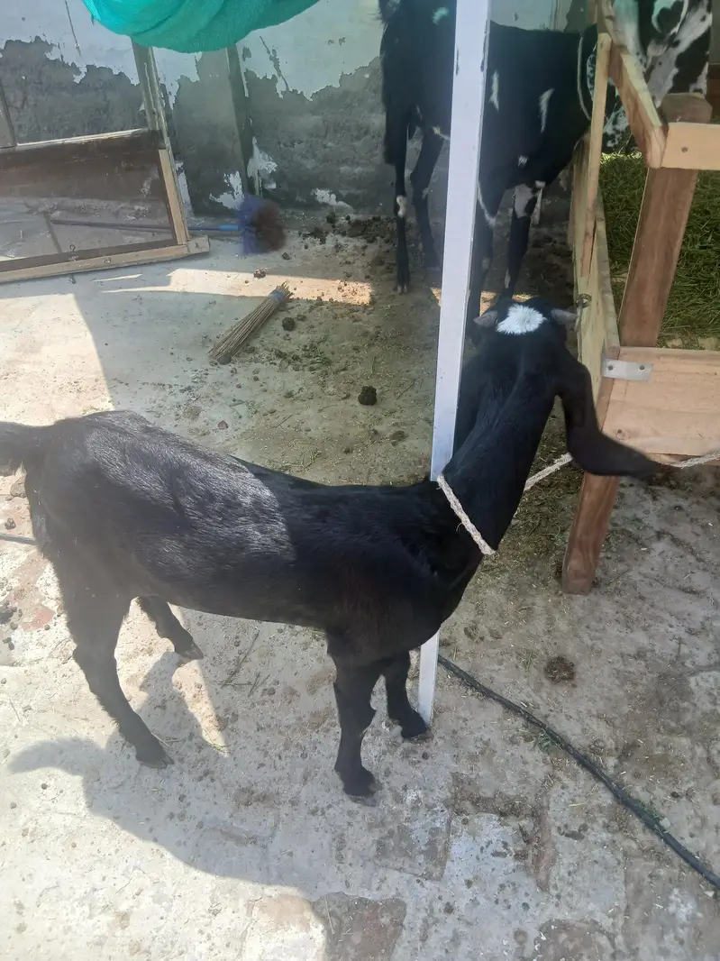2 male 3 female for sale — photo 3
