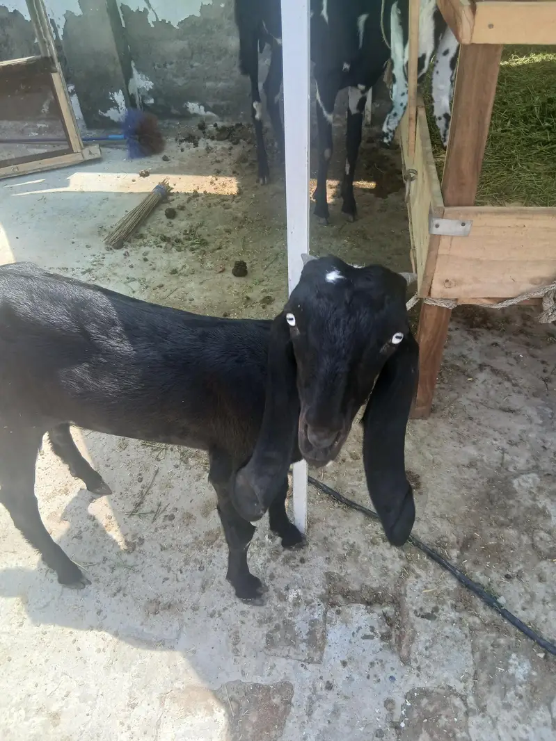 2 male 3 female for sale — photo 4