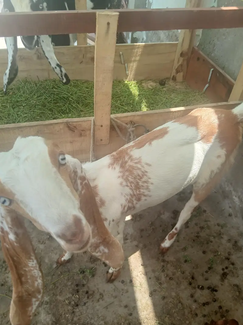 2 male 3 female for sale — photo 5