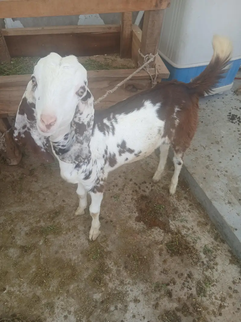 2 male 3 female for sale — photo 6