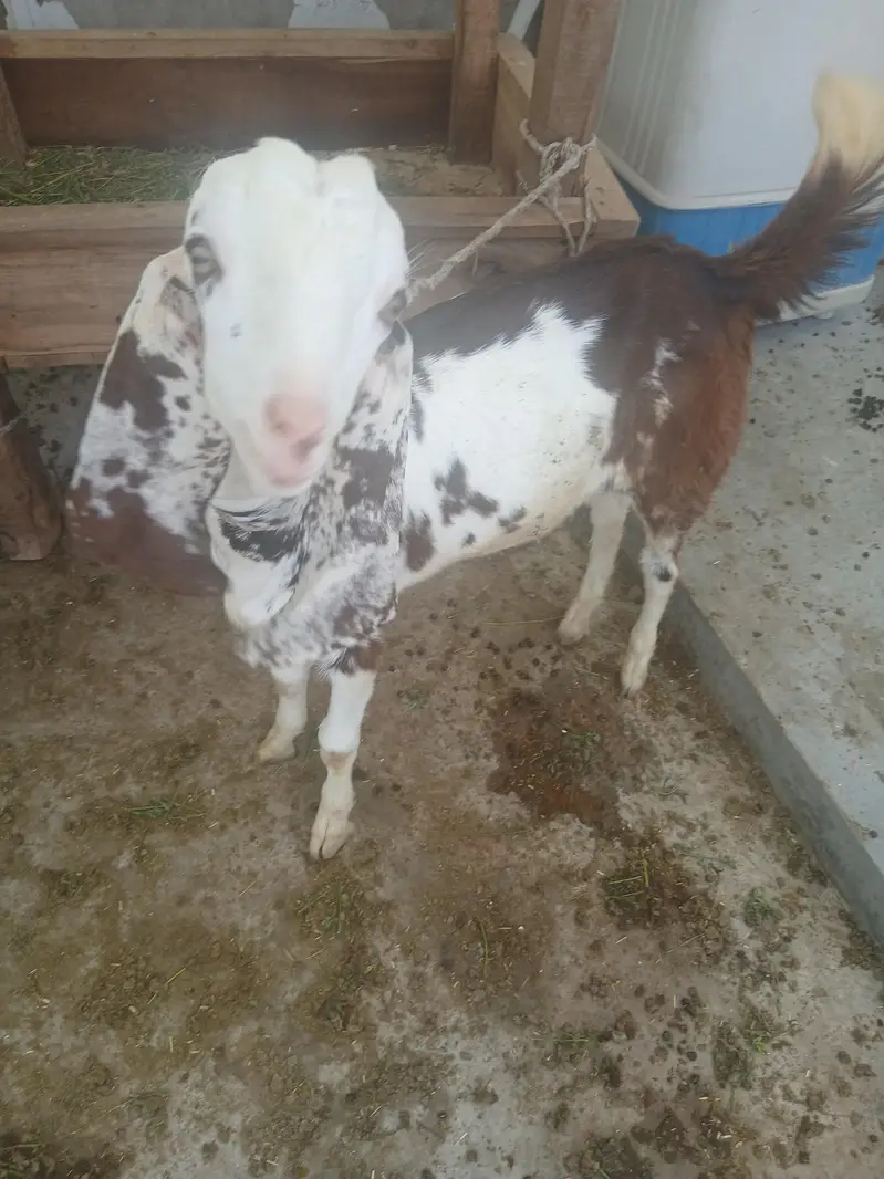 2 male 3 female for sale — photo 7