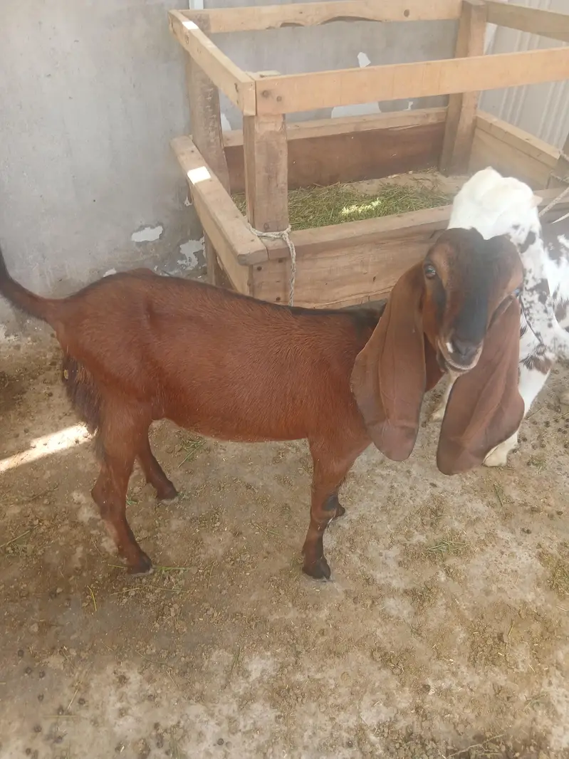 2 male 3 female for sale — photo 8