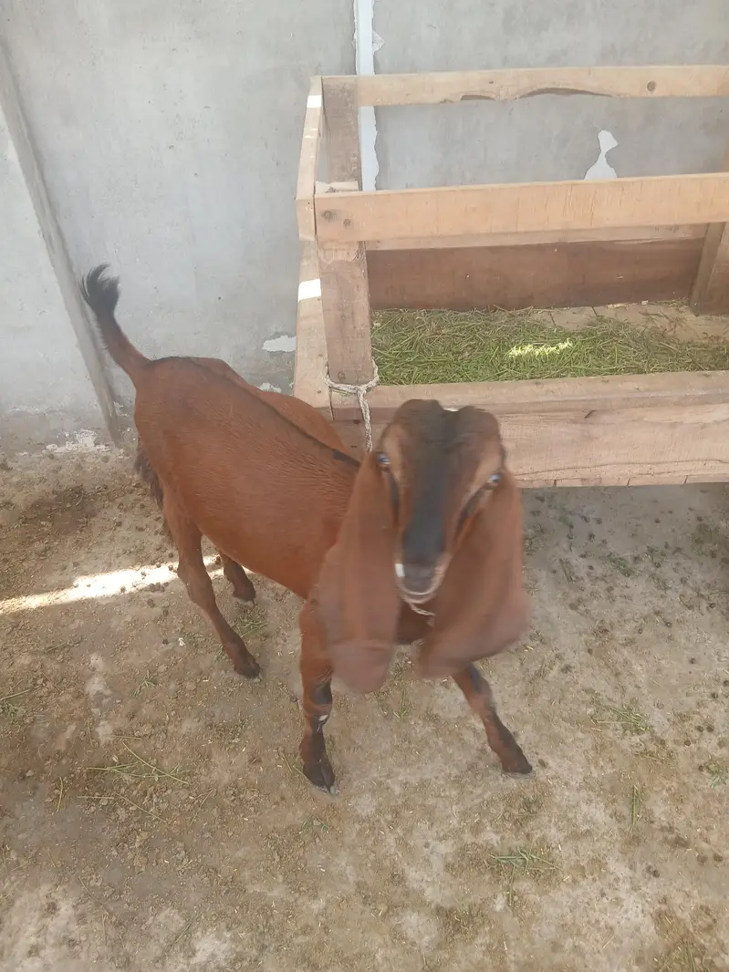 2 male 3 female for sale — photo 9