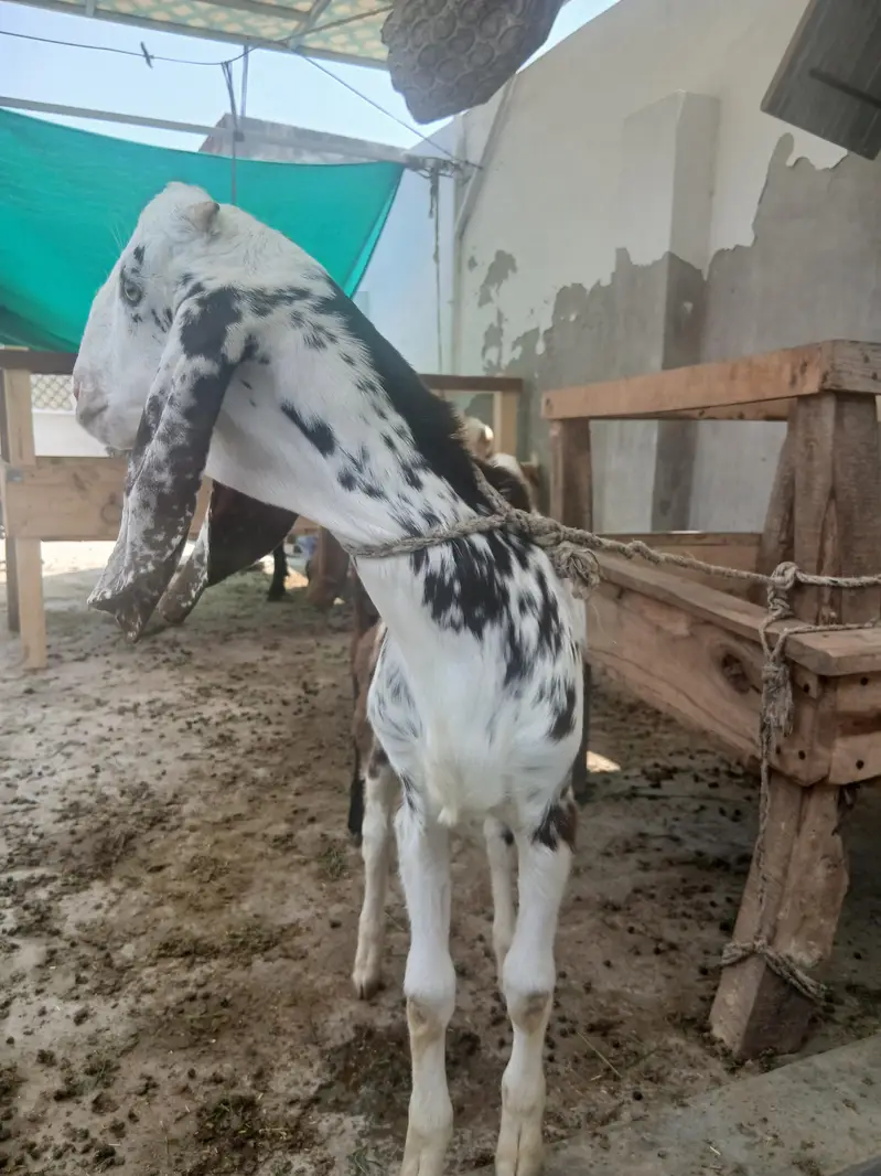 2 male 3 female for sale — photo 10