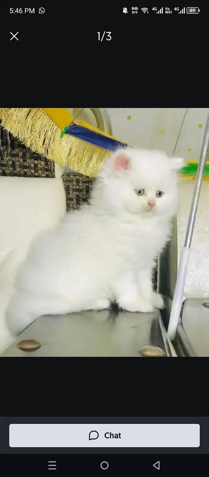 person cat 2 month age vaccinated my Whatsapp 03314189217 — photo 2