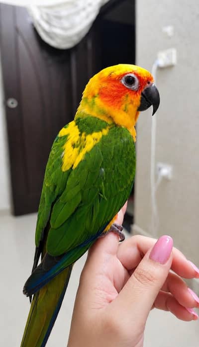 Sunconure