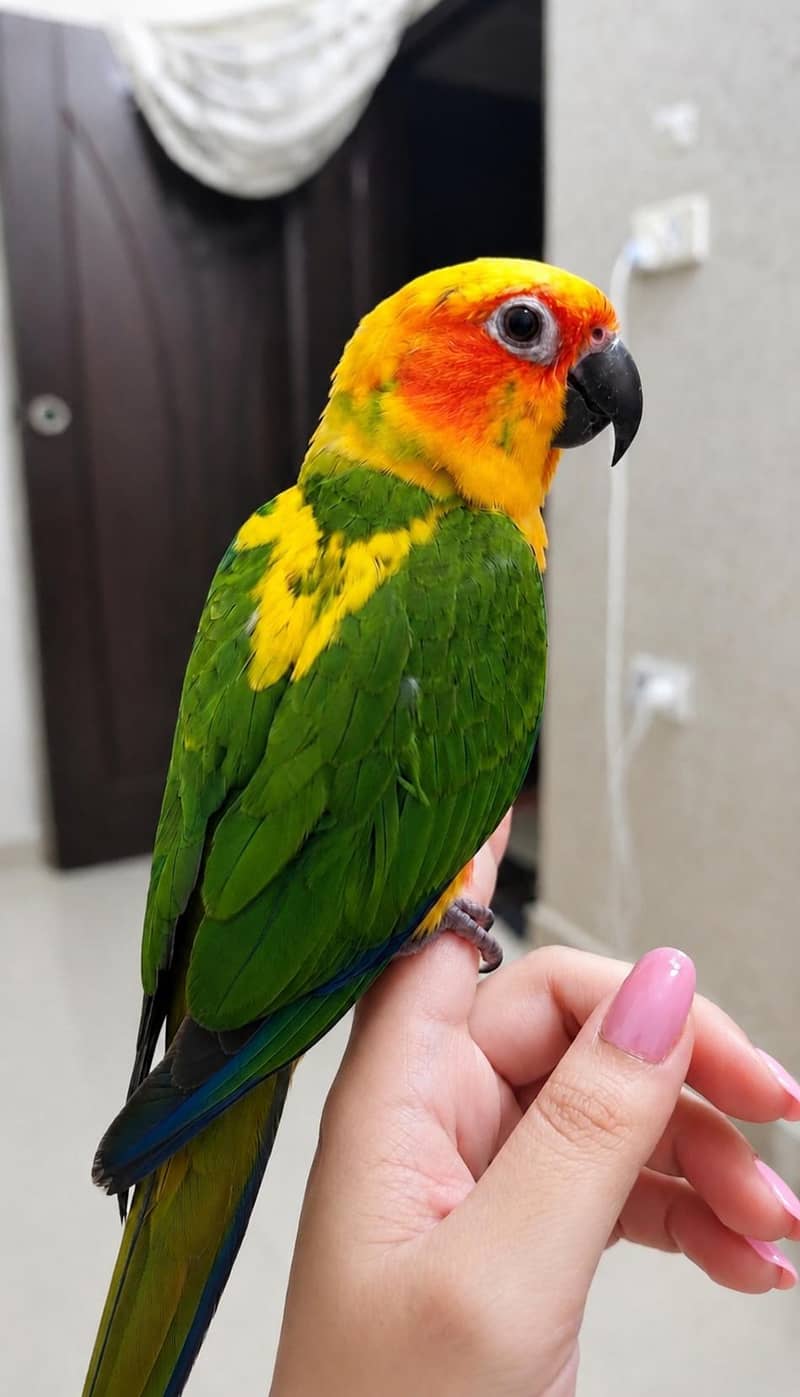 Sunconure 0