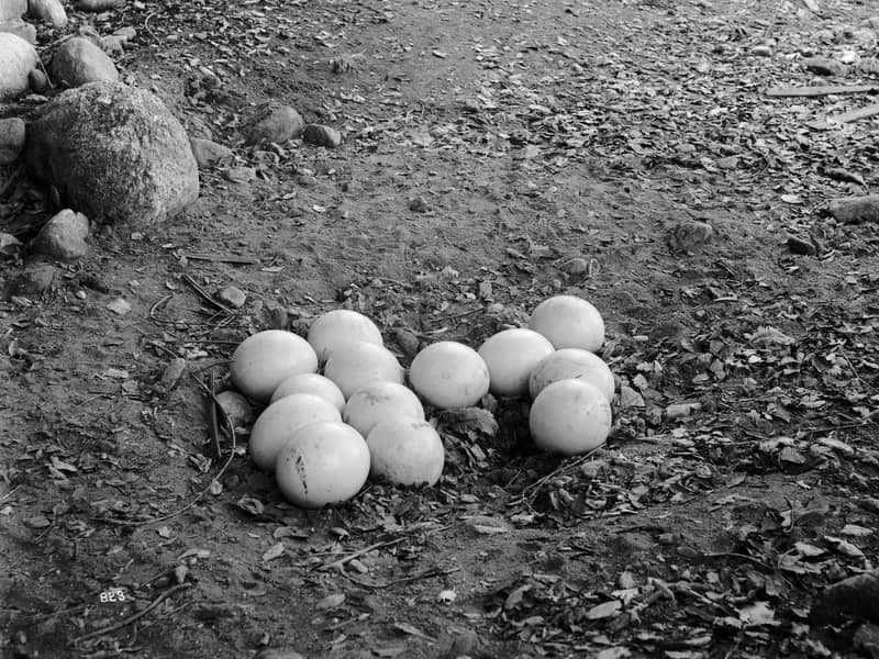 ostrich egg 0