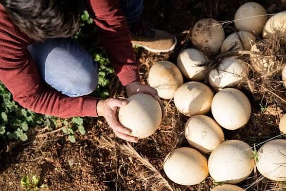 ostrich egg 1