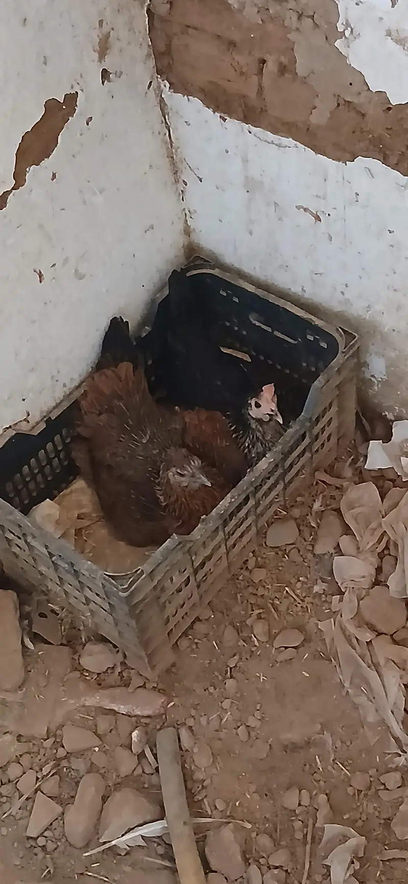 6 murghiya 2 nar. aik Golden buff — photo 2