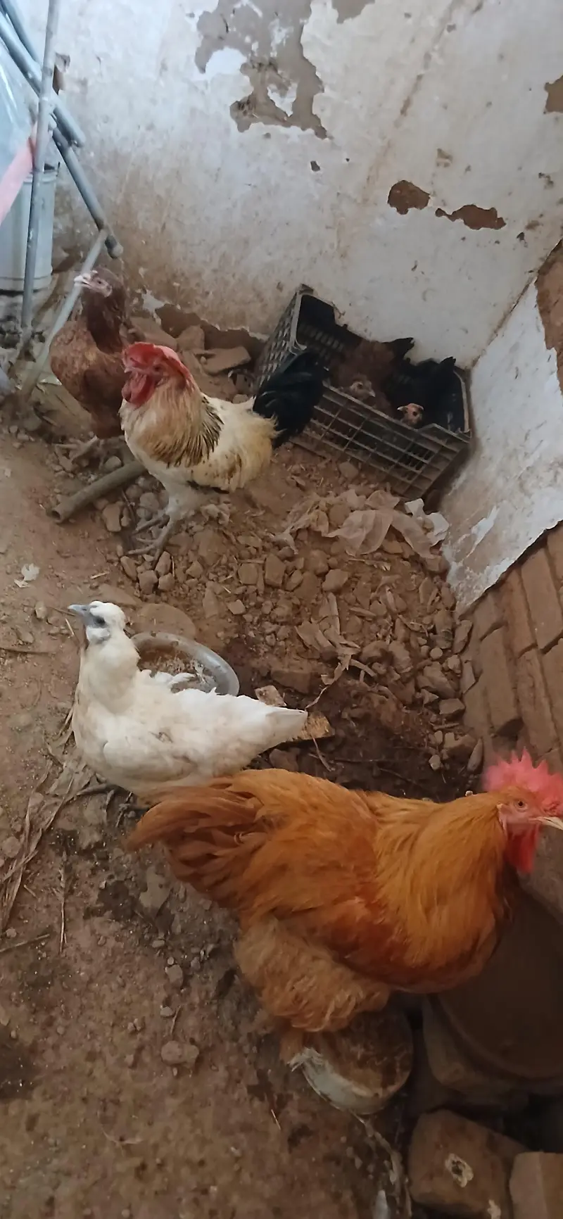 6 murghiya 2 nar. aik Golden buff — photo 3