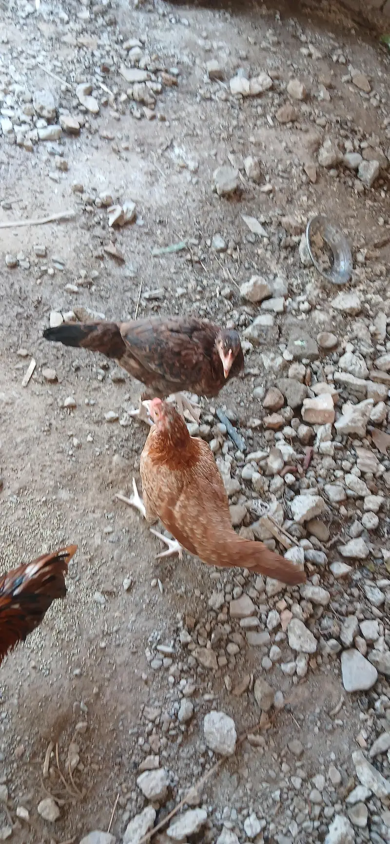 6 murghiya 2 nar. aik Golden buff — photo 4