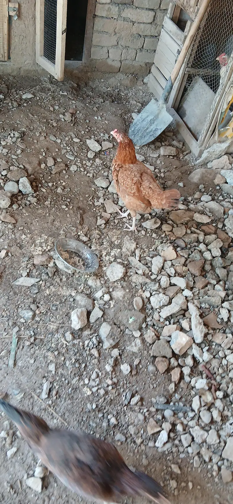 6 murghiya 2 nar. aik Golden buff — photo 5