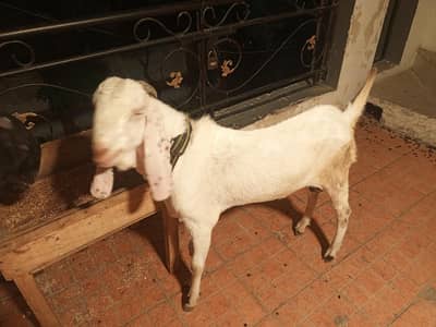 home breed