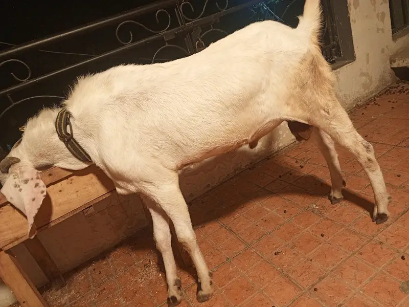 home breed — photo 2