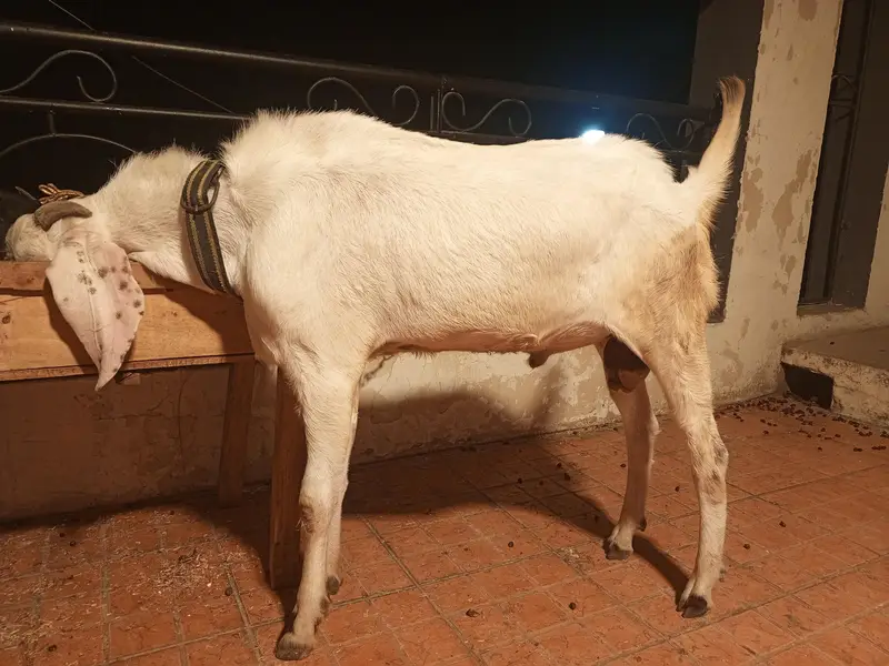 home breed — photo 3