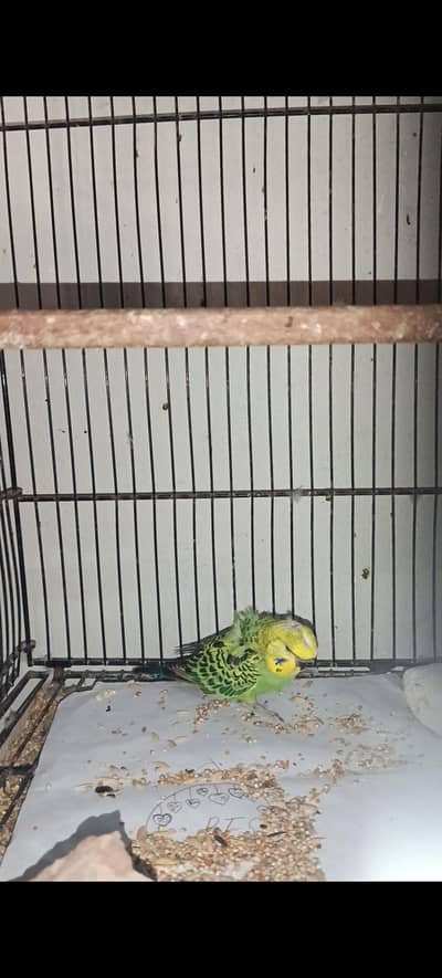 Hogo Double flower 4 chicks pathway for sale Mtn