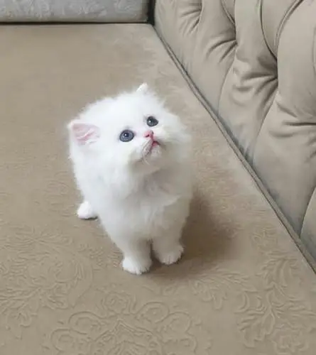 Persian kittens — photo 2