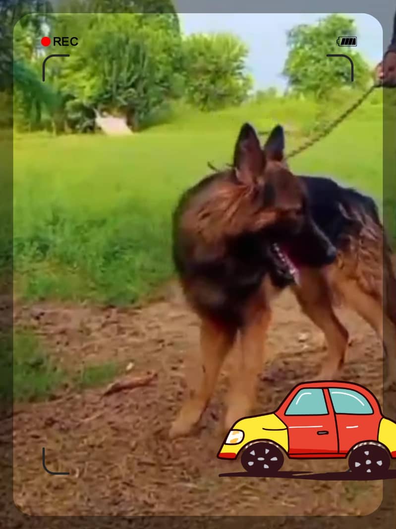 German Shepherd Long Coat German GSD dog For Sale 2