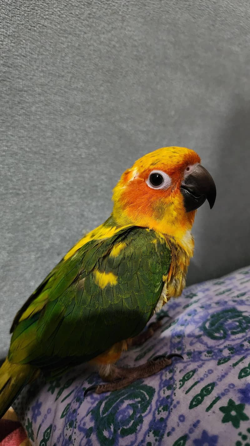 Sunconure 1