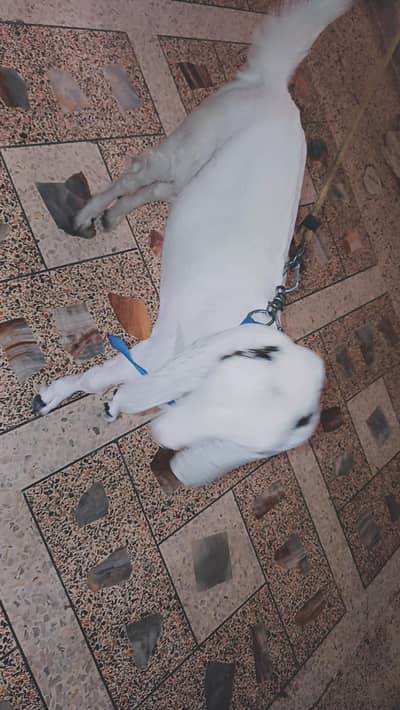bakra for sale
