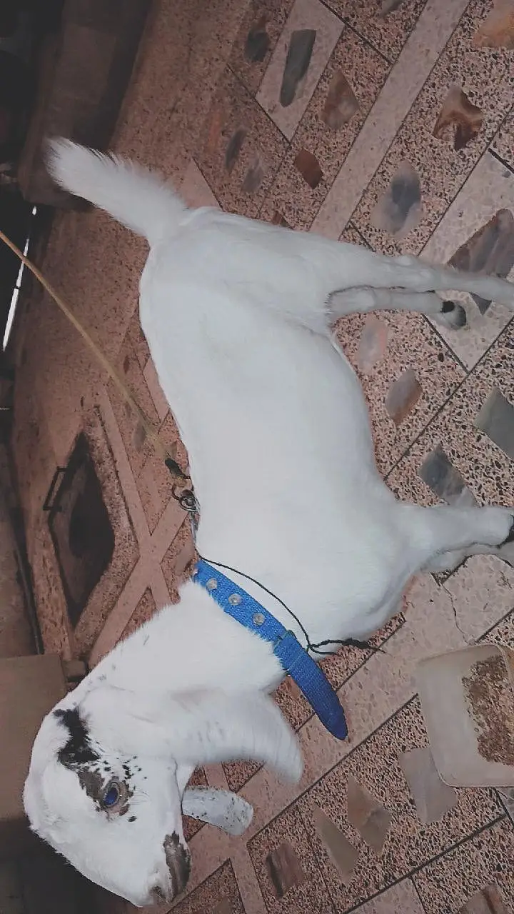 bakra for sale — photo 2