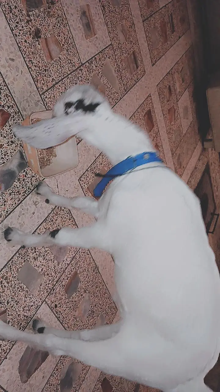 bakra for sale — photo 3
