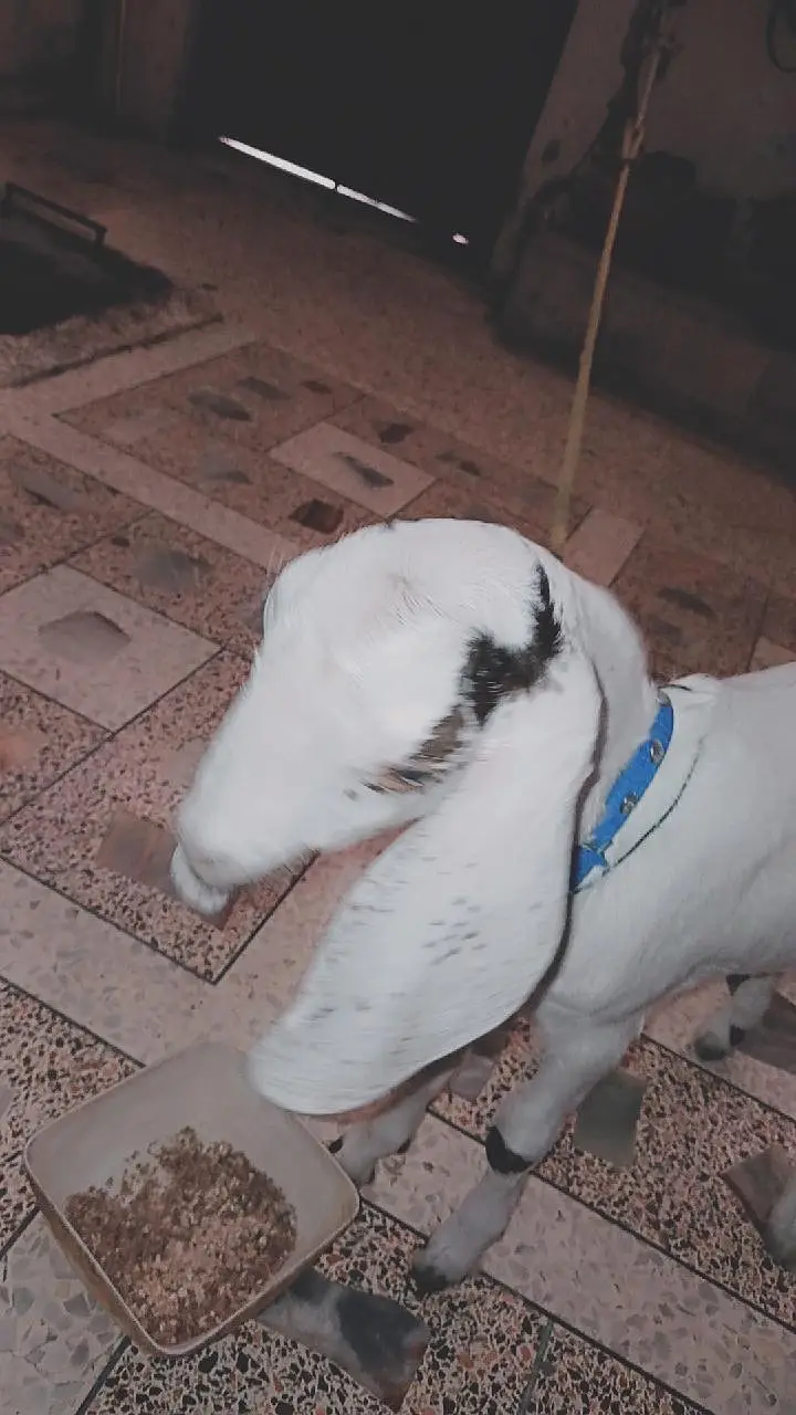 bakra for sale — photo 4