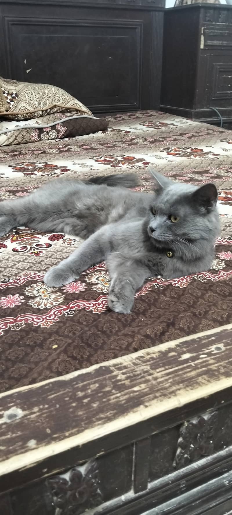  Persian cat 0