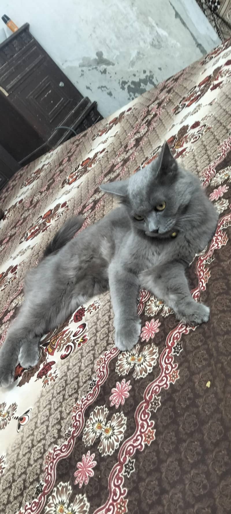  Persian cat 1