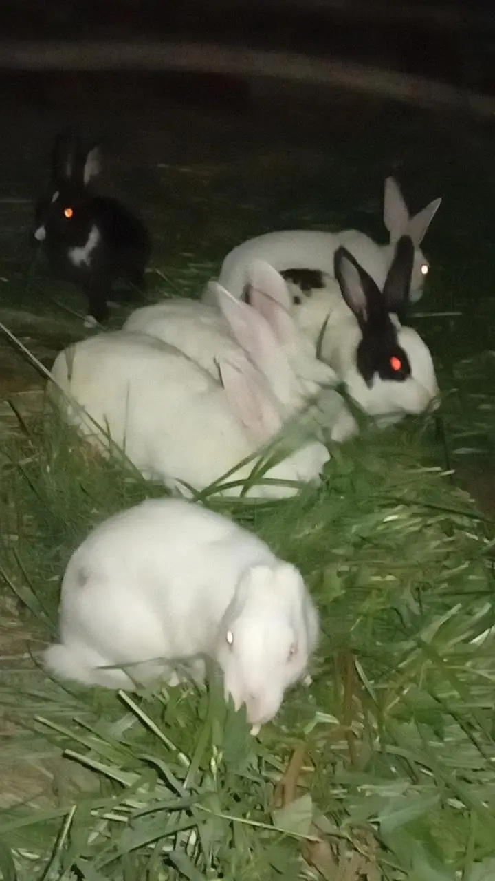female — photo 2