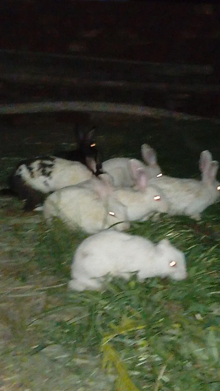 female — photo 3