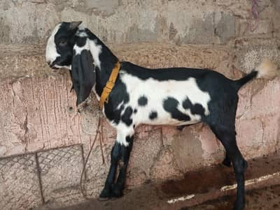 Premium Healthy Male Khassi Goat 7-8 Months Ready for Qurbani