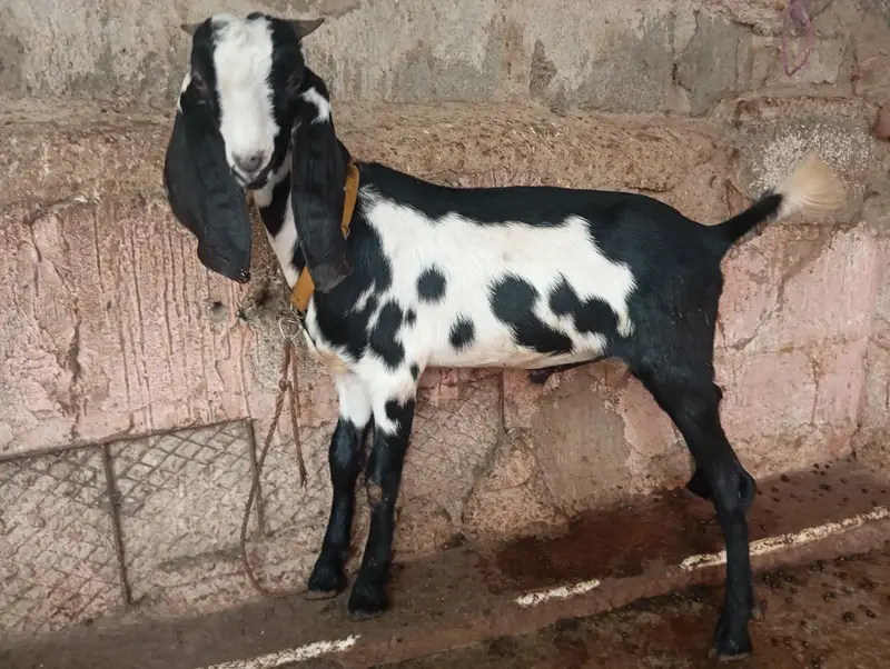 Premium Healthy Male Khassi Goat 7-8 Months Ready for Qurbani — photo 2