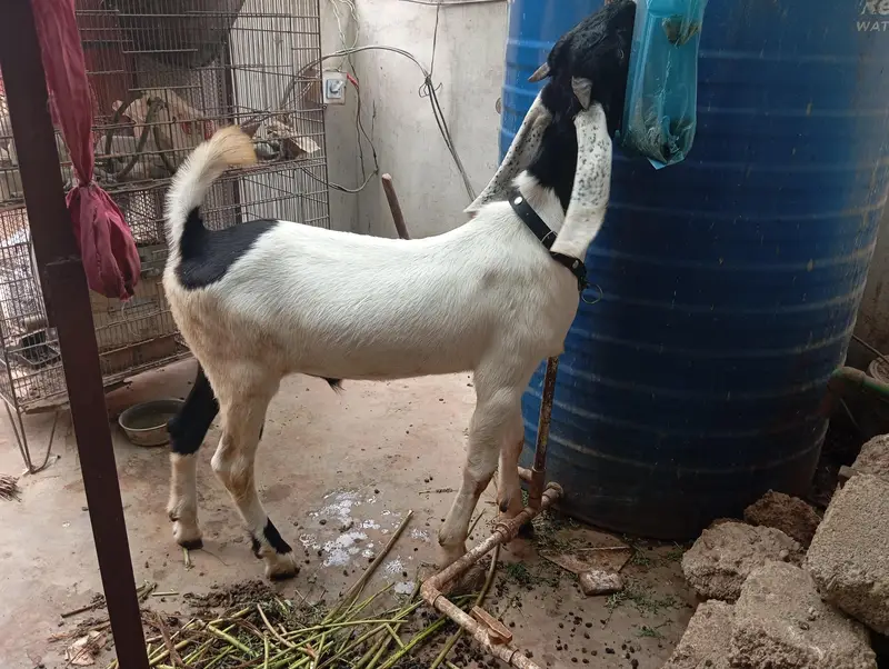 Premium Healthy Male Khassi Goat 7-8 Months Ready for Qurbani — photo 3