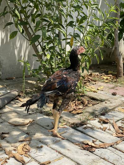 Lakha Aseel bacha for sale