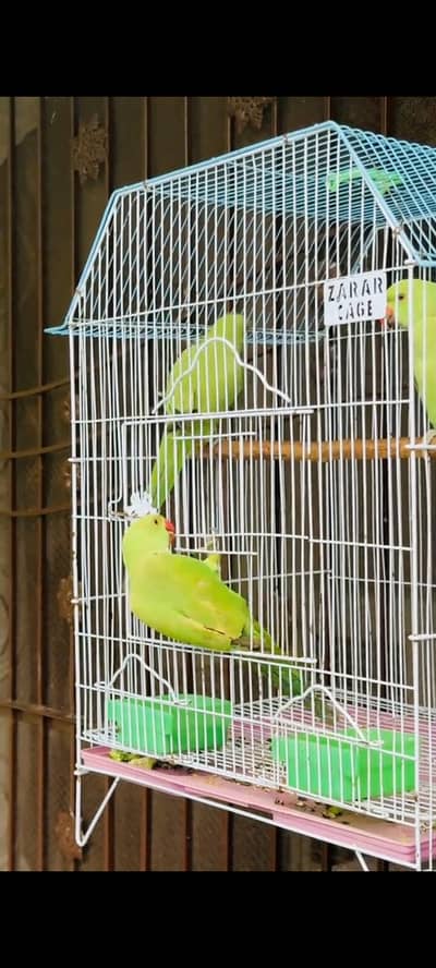 green parrot