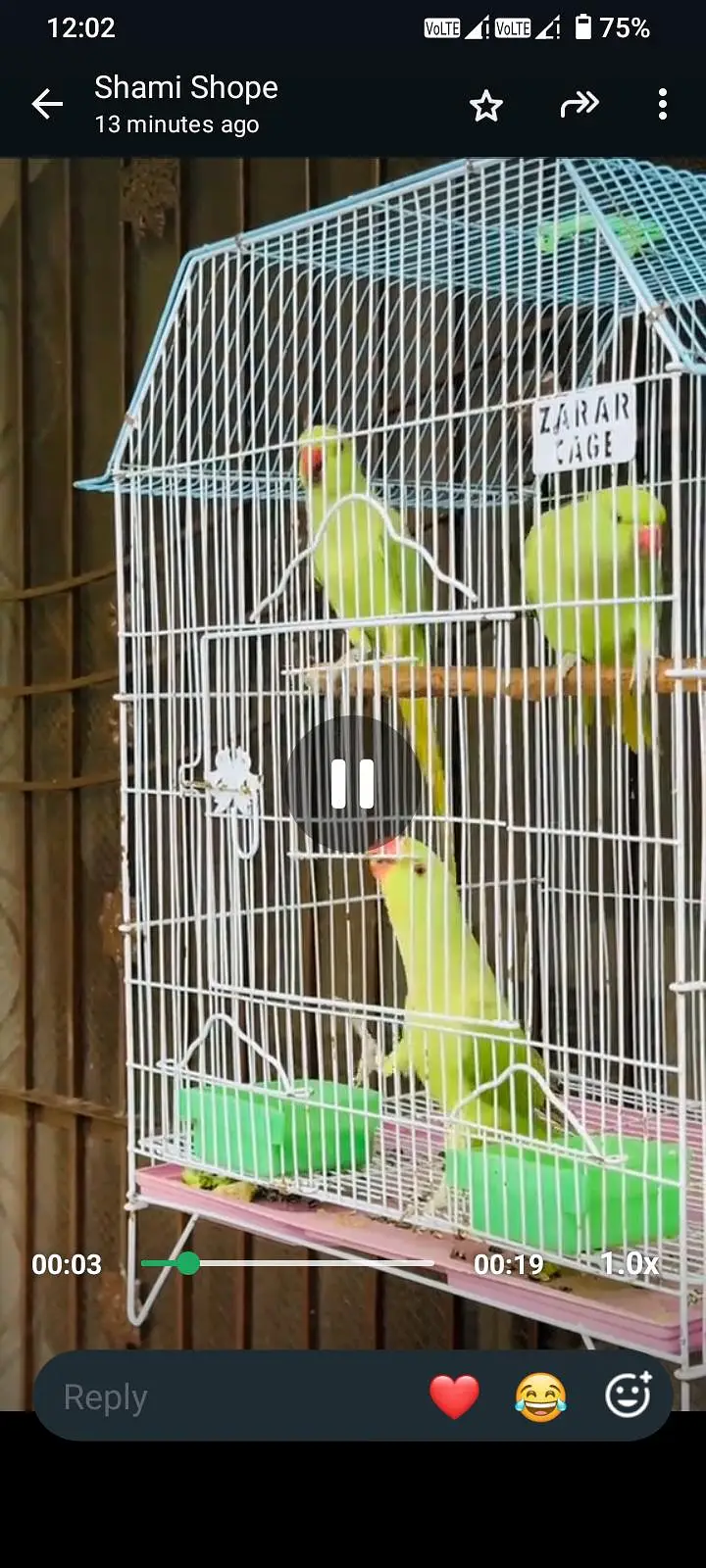 green parrot — photo 2