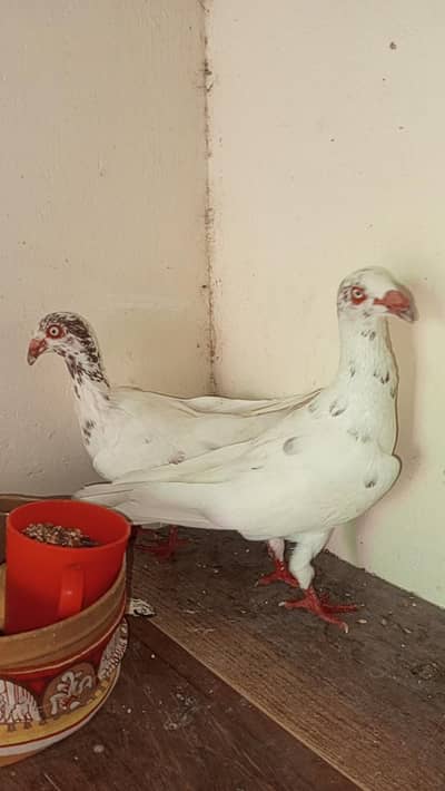danish pigeon bredr pair