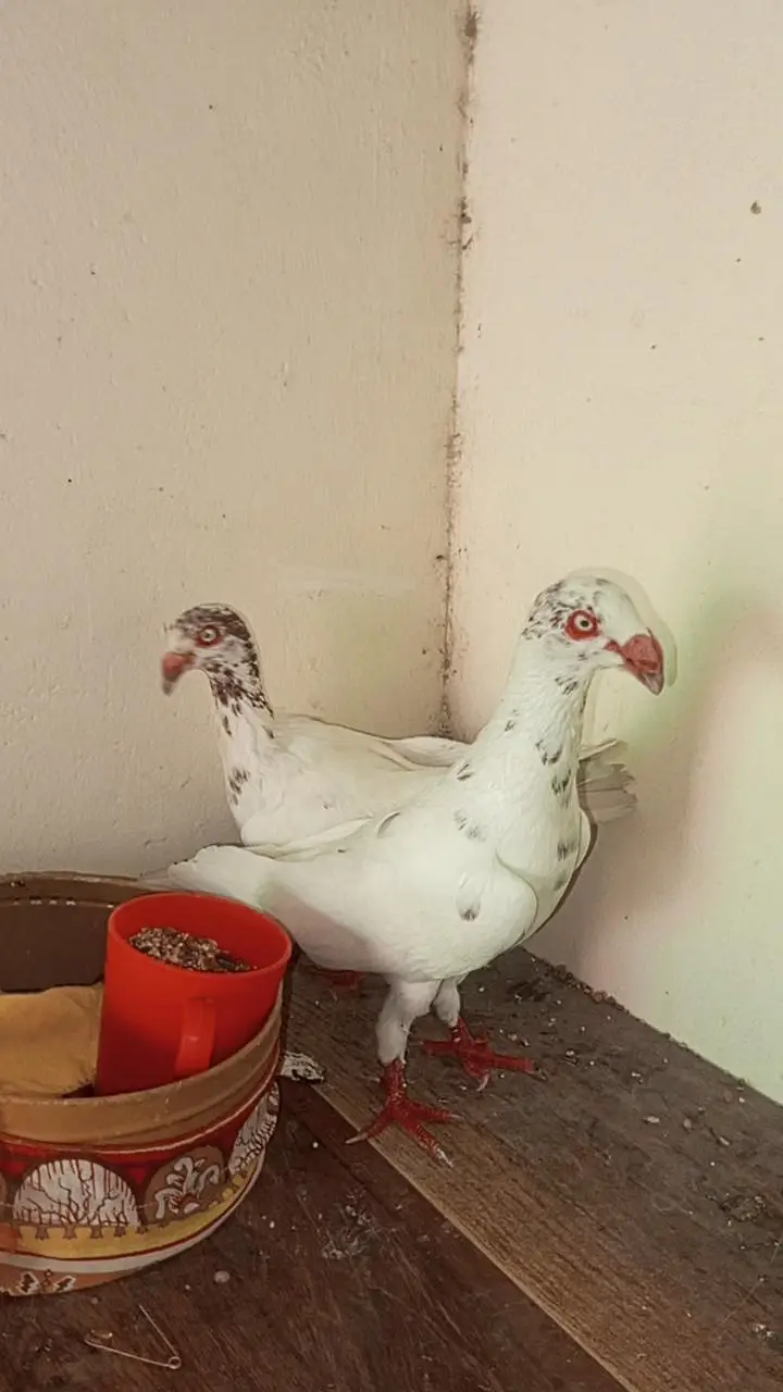 danish pigeon bredr pair — photo 2