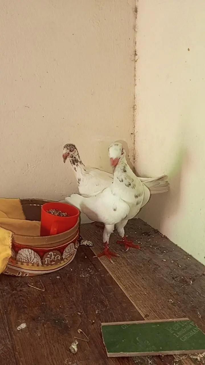 danish pigeon bredr pair — photo 3