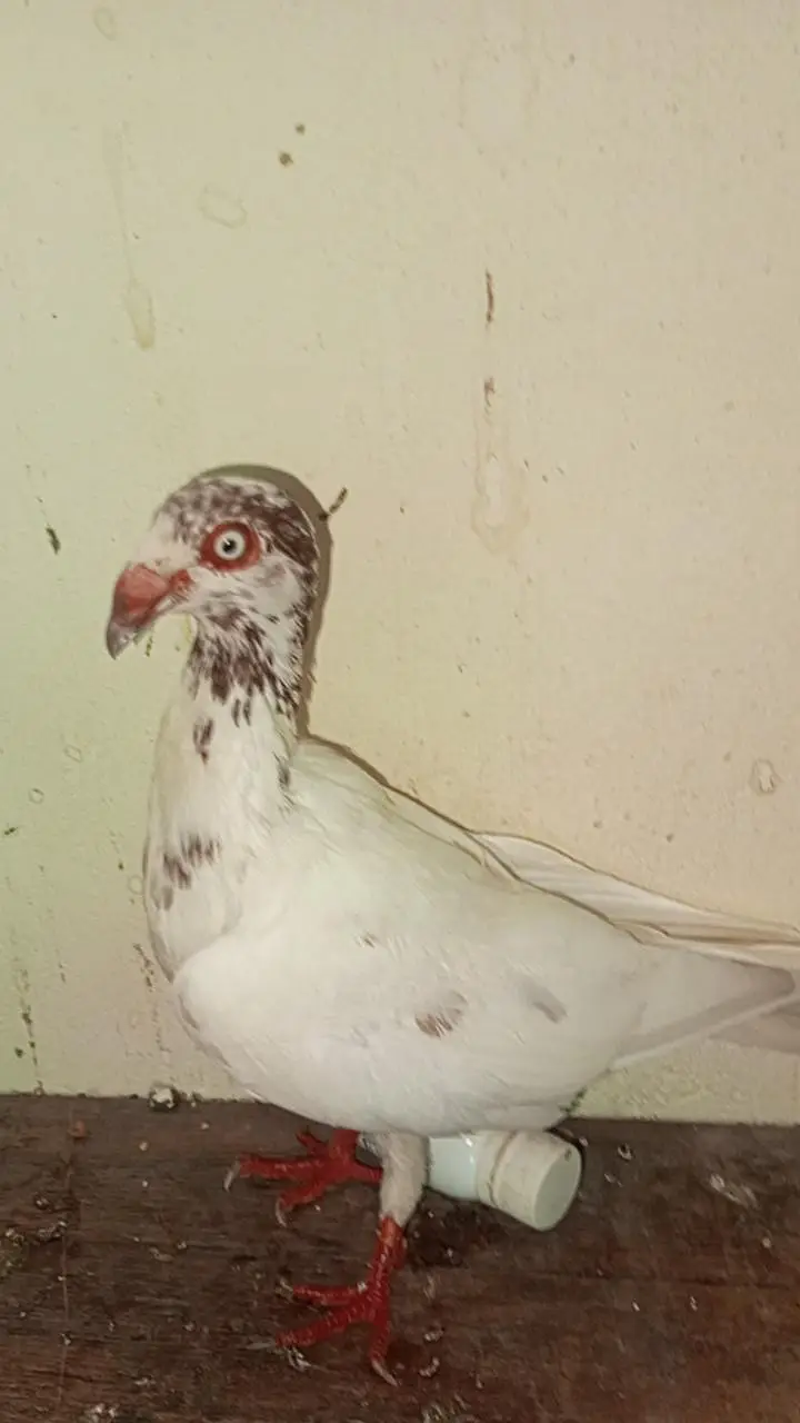 danish pigeon bredr pair — photo 4